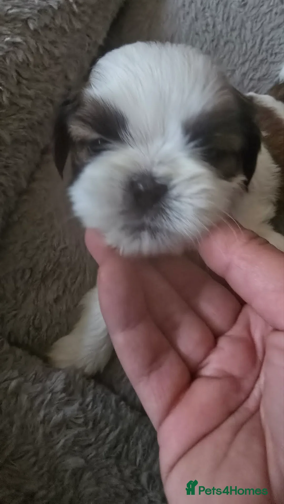 Shih Tzu dogs for sale: LOVELY  SHIH TZU PUPPIES - Advert 2
