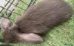 Mini Lop rabbits for sale: Mini lops for reserve  - Image 13