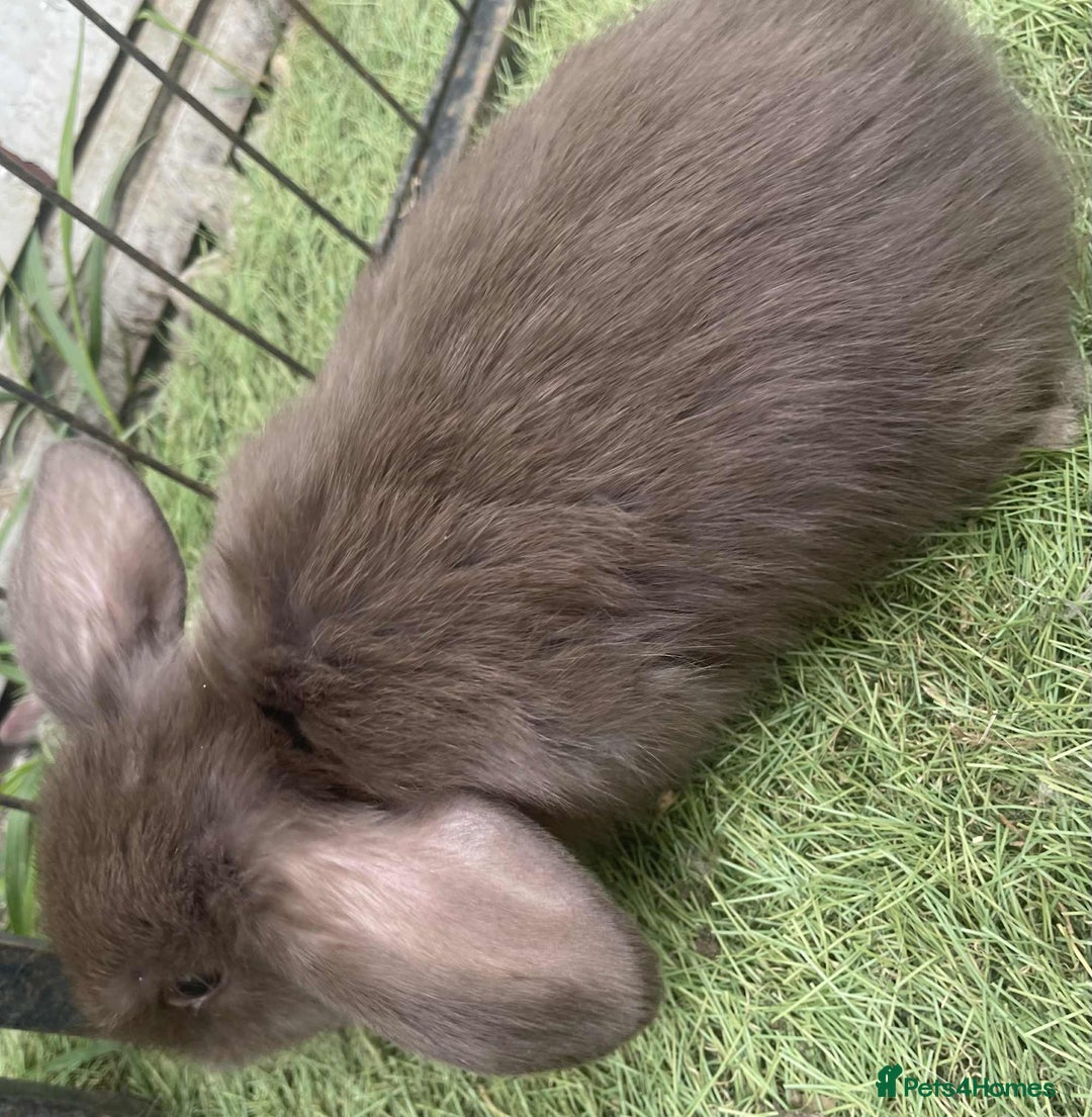 Mini Lop rabbits for sale: Mini lops for reserve  - Image 13