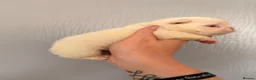 French Bulldog dogs for sale: Visual fluffy French bulldogs  - Advert 6