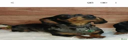 Miniature Dachshund dogs for sale: Miniature Dachshund Black & Tan Female.   in Goole - Advert 3