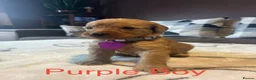 Labradoodle dogs for sale: Labradoodle Fox Red❤️❤️❤️ - Advert 11
