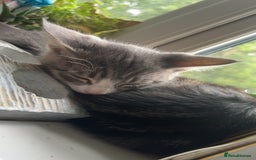 Mixed Breed cats for sale: Beautiful kittens for sale  - Image 8