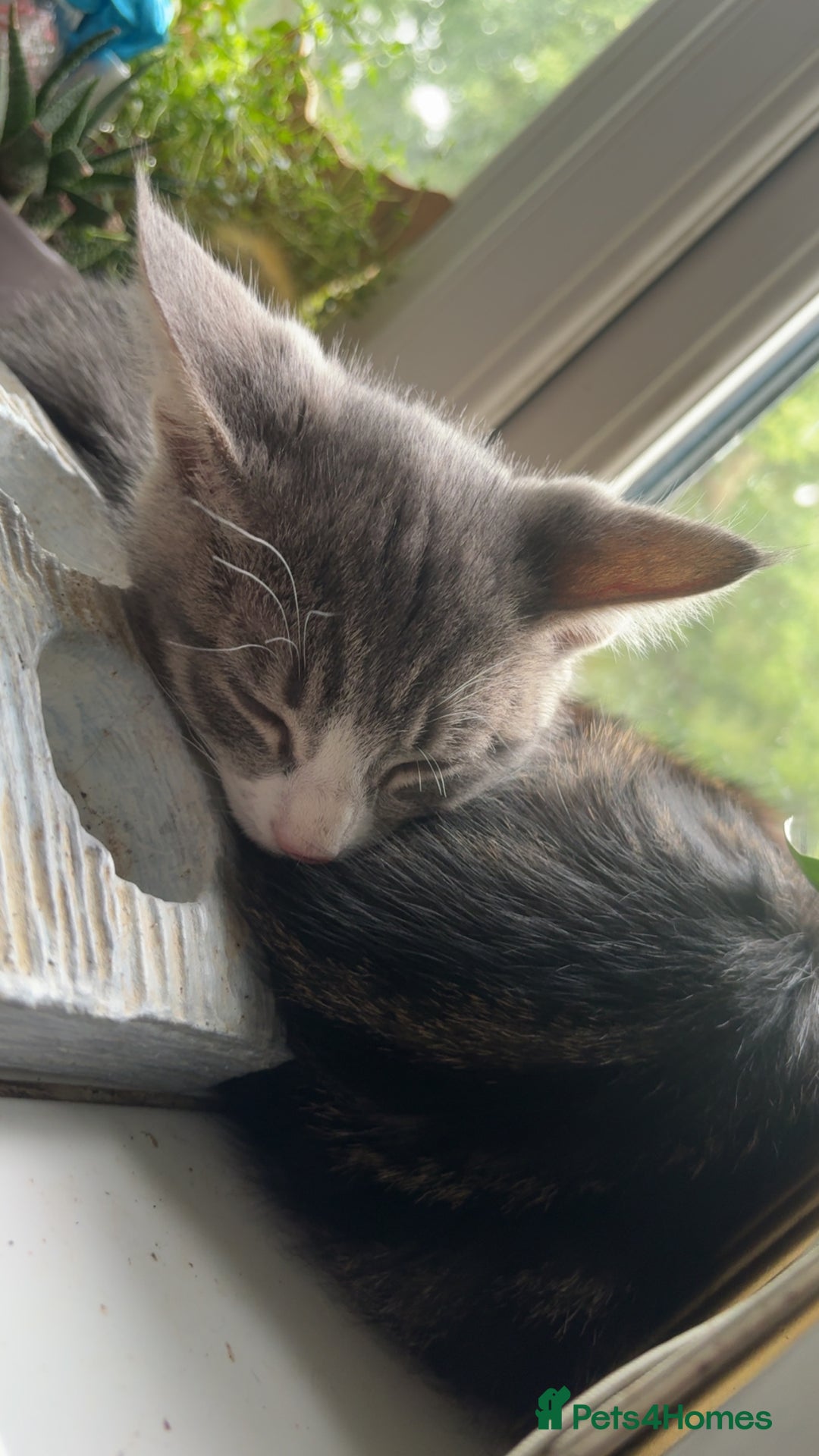 Mixed Breed cats for sale: Beautiful kittens for sale  - Image 8