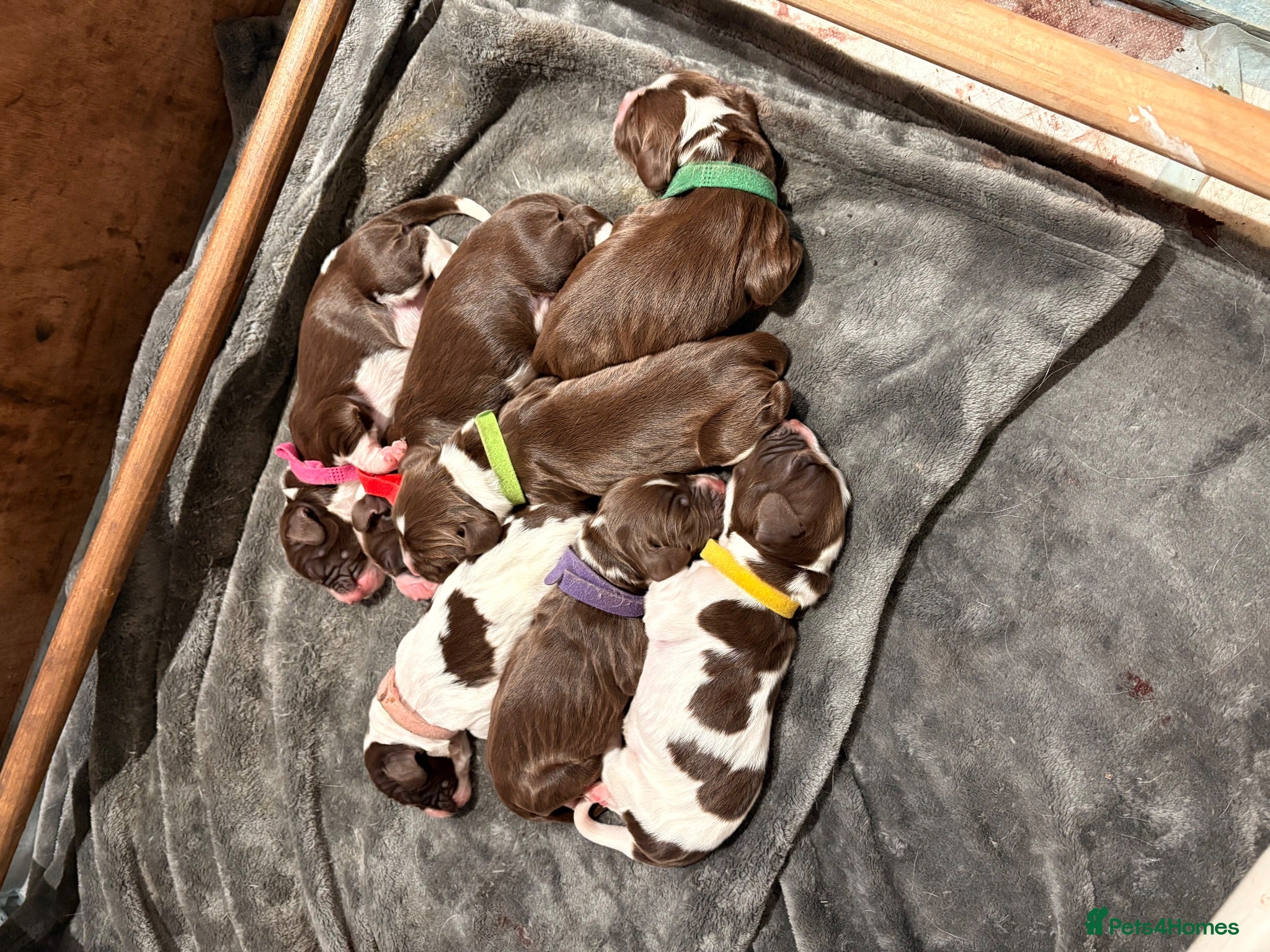 English Springer Spaniel dogs Gorgeous Liver and White Springer Spaniels - Advert 16