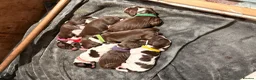 English Springer Spaniel dogs for sale: Gorgeous Liver and White Springer Spaniels - Advert 1