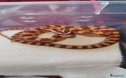 Corn Snake reptiles for sale: Baby corn snakes - Image 2