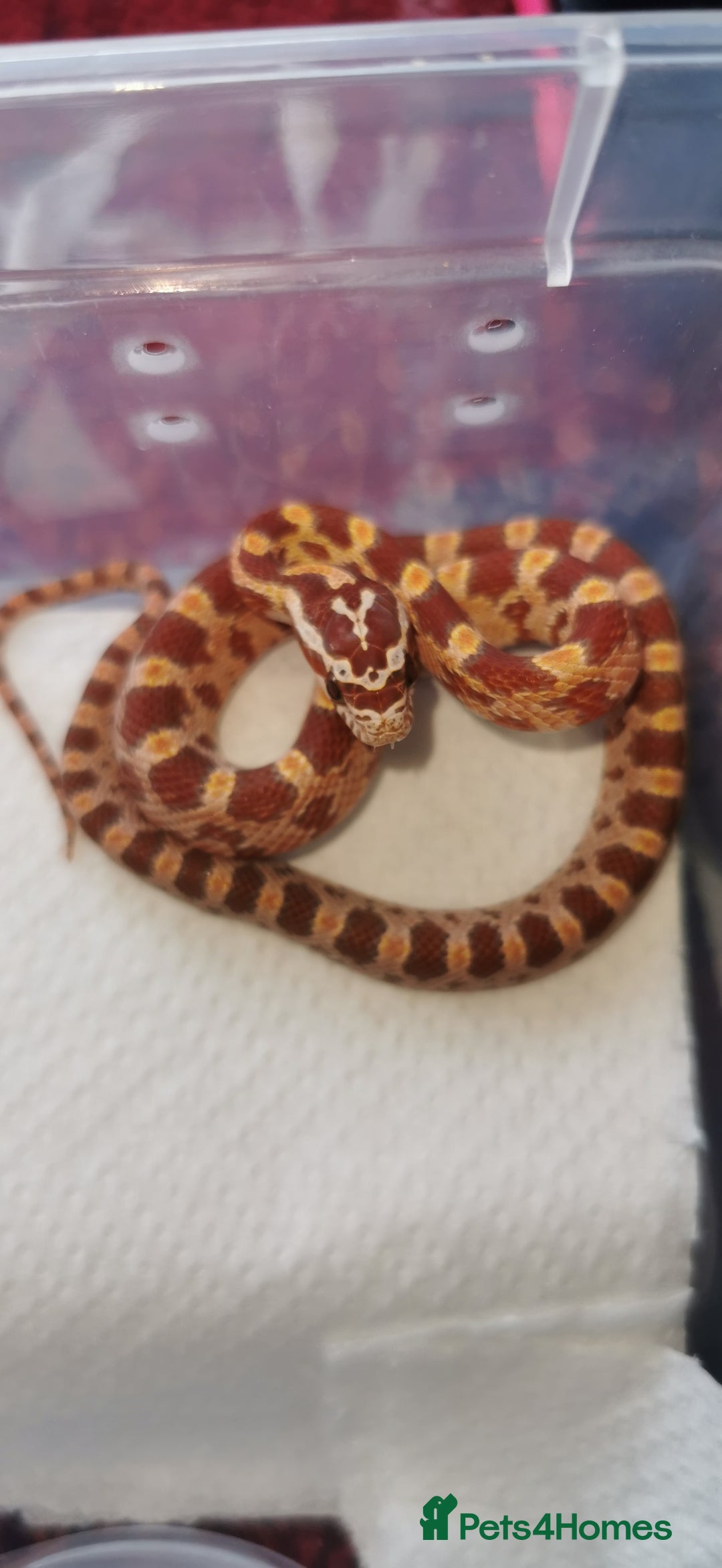 Corn Snake reptiles for sale: Baby corn snakes - Image 2