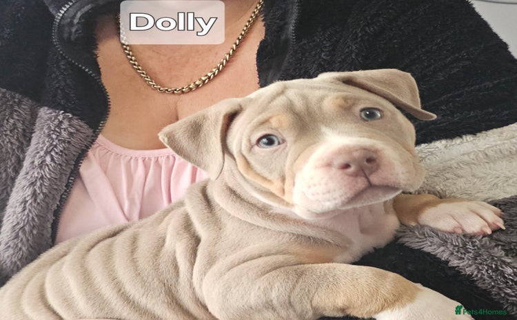 American Bully dogs - Advert 2