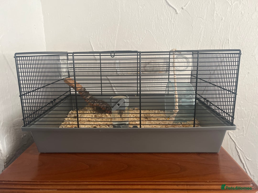 Hamster rodents for sale: Syrian Hamster  - Advert 2