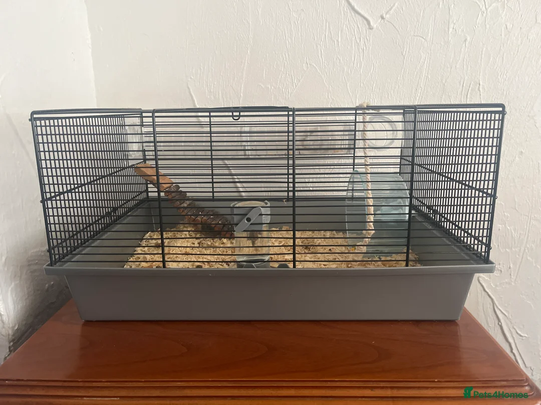 Hamster rodents for sale: Syrian Hamster  - Advert 2