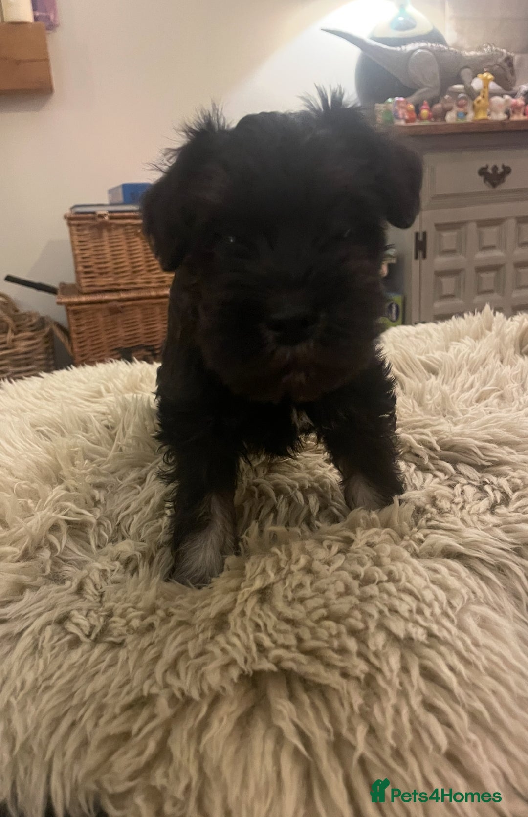 Miniature Schnauzer dogs for sale: KC reg Beautiful miniature Schnauzer puppies  - Image 11