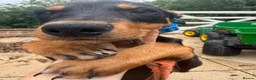 Australian Kelpie dogs for sale: Kelpie Pup in Louth - Advert 2
