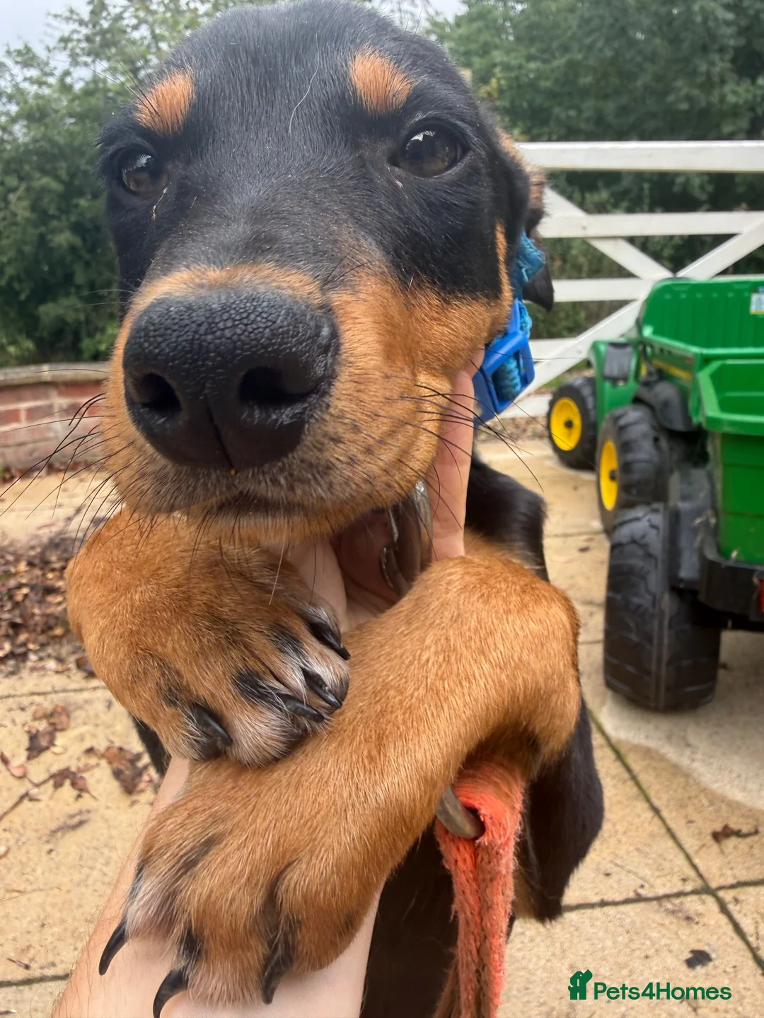 Australian Kelpie dogs for sale: Kelpie Pup in Louth - Advert 2