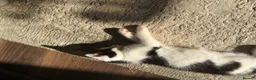 Mixed Breed cats for sale: Black and white male kittens  - Advert 5