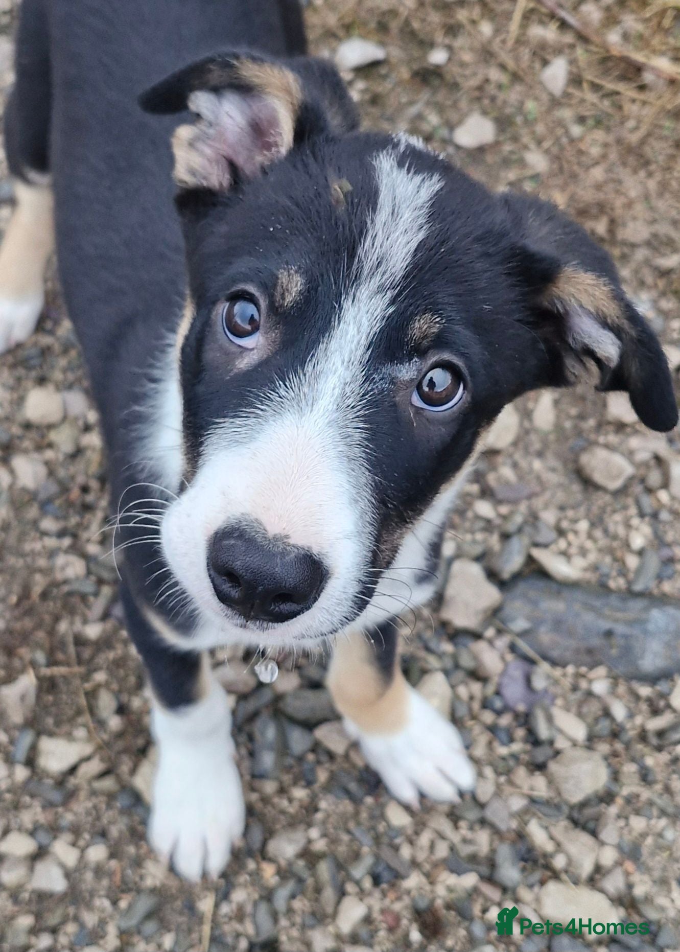 Border Collie dogs READY*Tri colour Girl & Boy* Ready - Advert 1