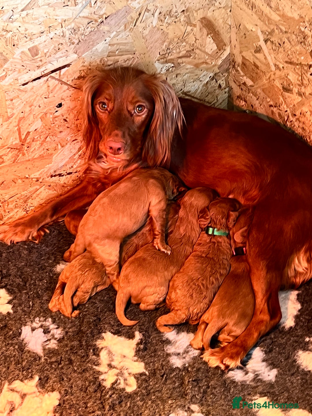 Cockapoo dogs for sale: Cookapoo - Advert 6