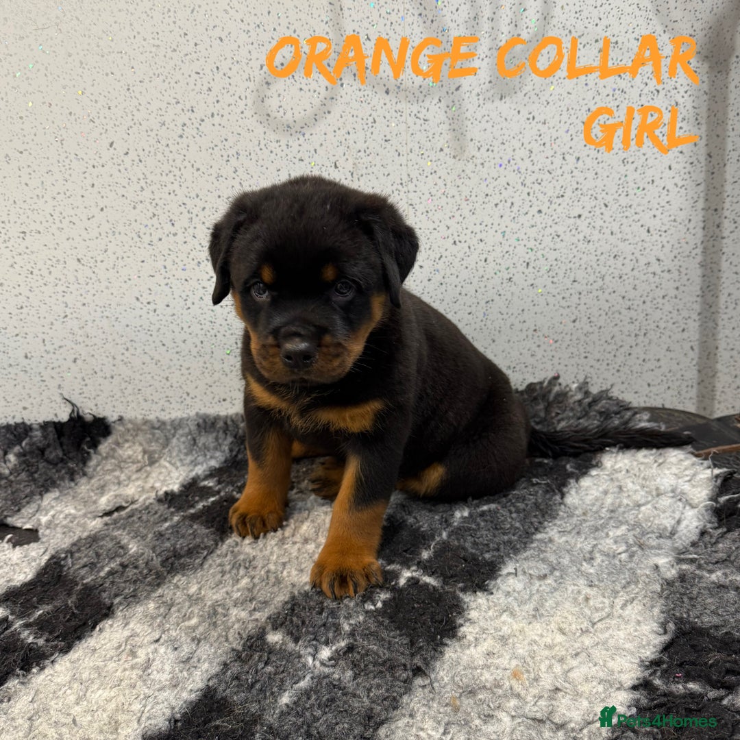 Rottweiler dogs for sale: Rottweiler puppies  - Image 1