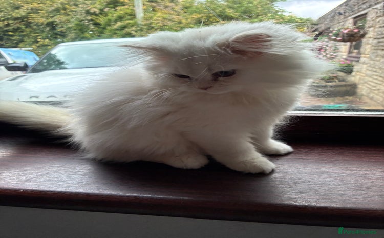 Persian cats - Advert 2