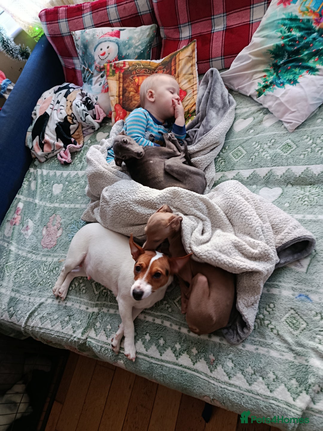 Jack Russell dogs for sale: 🤎🐶 Adorable Jack Russell Terrier Puppies✨ - Advert 32