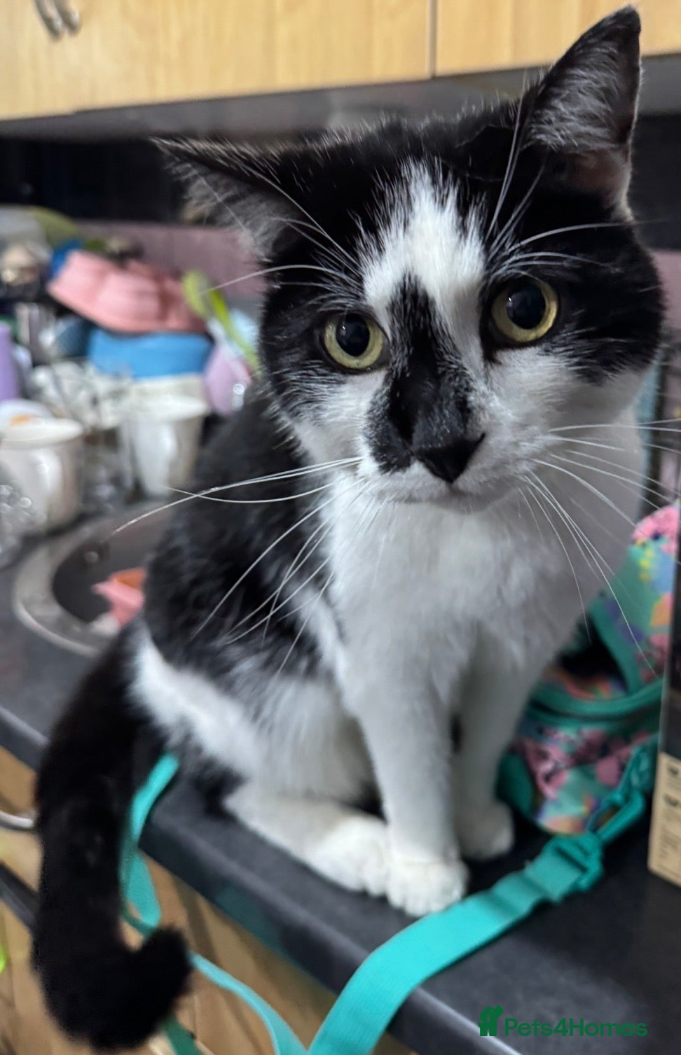 Mixed Breed cats Beautiful boy looking for his forever home  - Advert 7