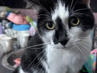 Mixed Breed cats Beautiful boy looking for his forever home - Advert 7