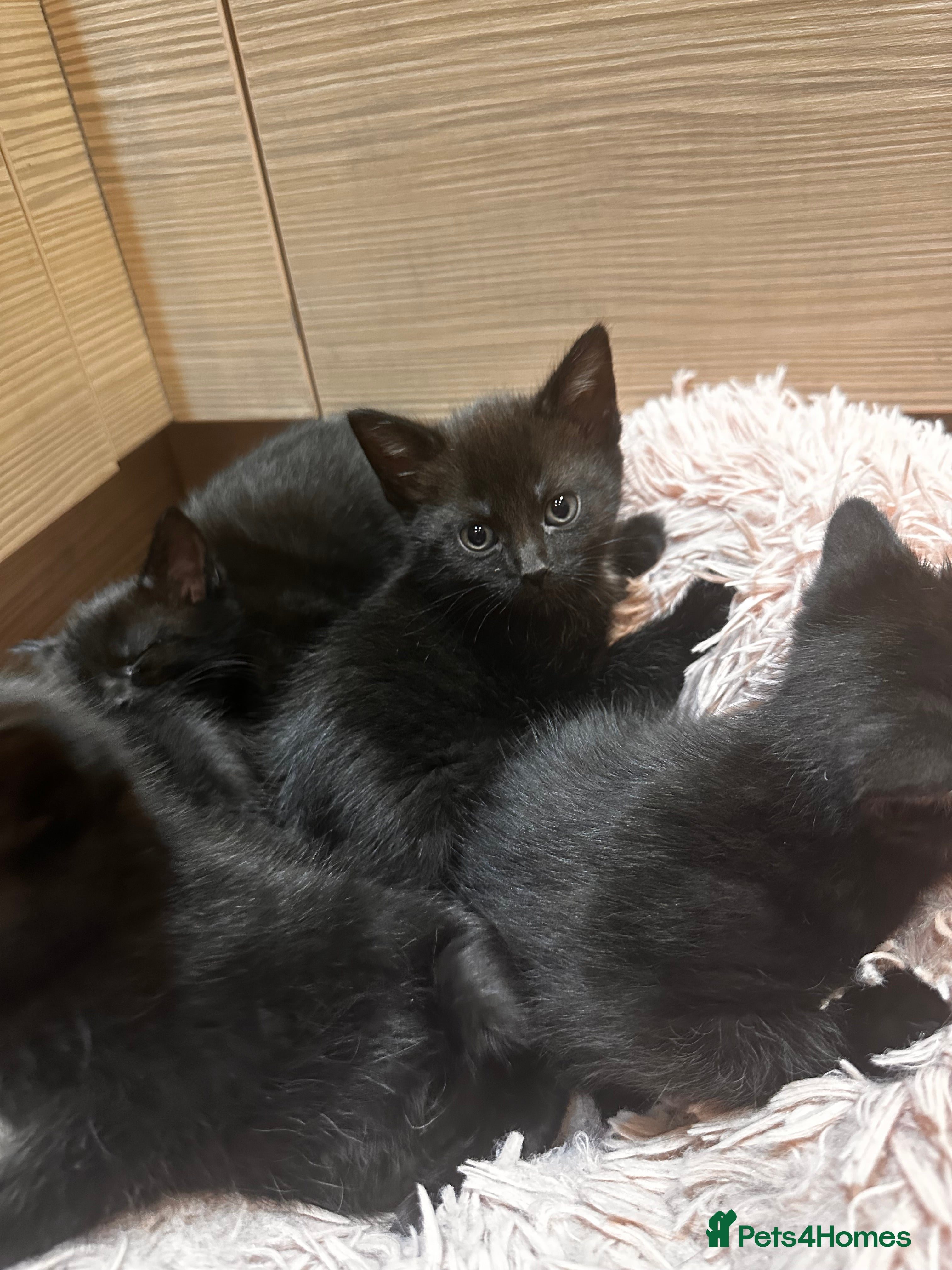 British Shorthair cats 5 gorgeous black kittens  - Advert 1