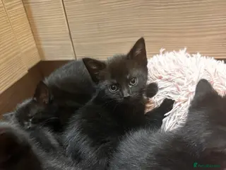 British Shorthair cats 5 gorgeous black kittens - Advert 1