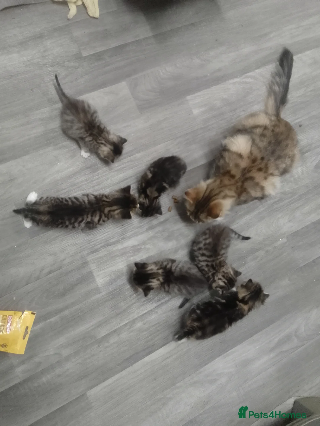 Mixed Breed cats for sale: Stunning Kittens For Sale(Bengal half Maincoon) in Cowdenbeath - Advert 35