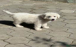 Mixed Breed dogs for adoption: Meet JOJO - a superb big girl, for a Loving Home - Image 13