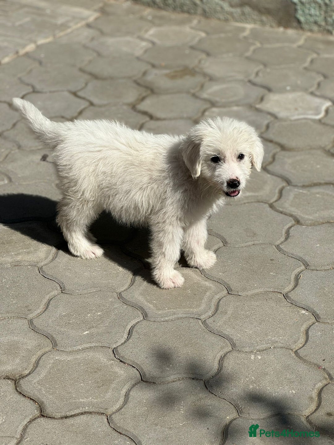 Mixed Breed dogs for adoption: Meet JOJO - a superb big girl, for a Loving Home - Image 13