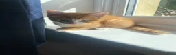 Mixed Breed cats for sale: Miss  in Yeovil - Advert 4