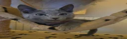 Russian Blue cats for sale: Russian Blue boy , N.London - Advert 7