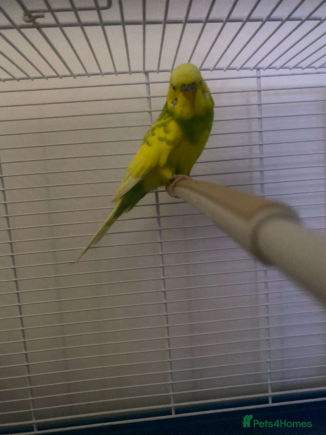 Budgerigars birds for sale: Beautiful boy yellow and green  - Image 2