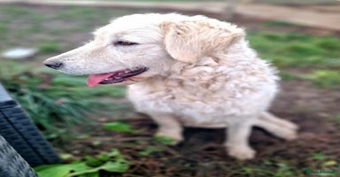 Mixed Breed dogs MAGGIE - Advert 2