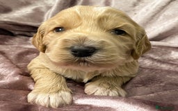 Labradoodle dogs for sale: Labradoodles for Sale! - Image 6