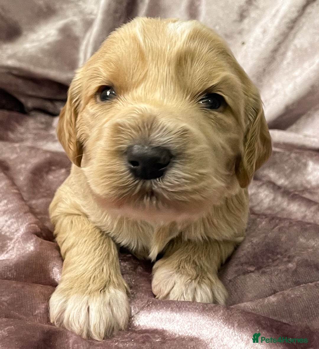Labradoodle dogs for sale: Labradoodles for Sale! - Image 6