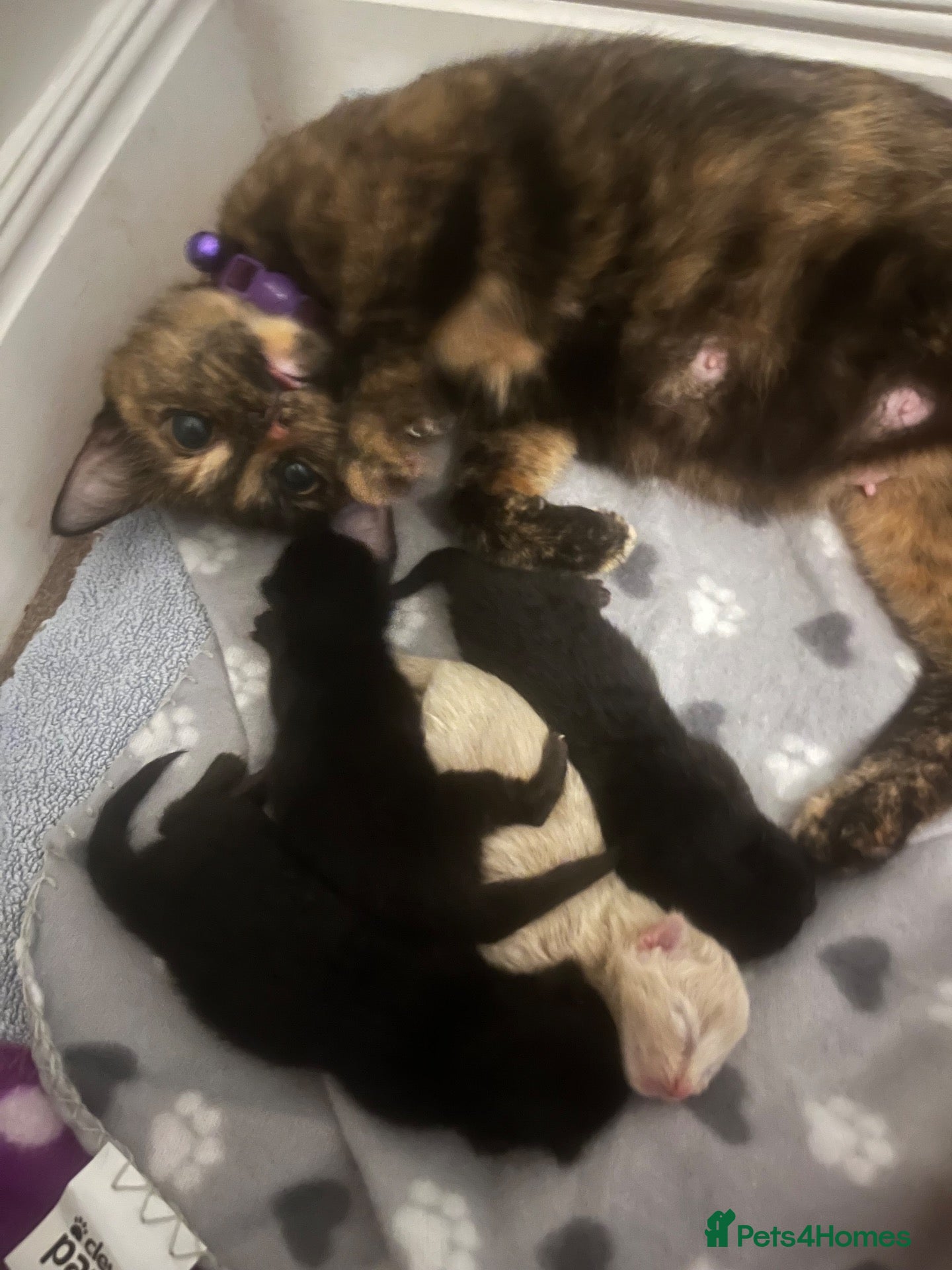 Mixed Breed cats ‼️🐾two beautiful tuxedo kittens 🐾‼️ - Advert 4