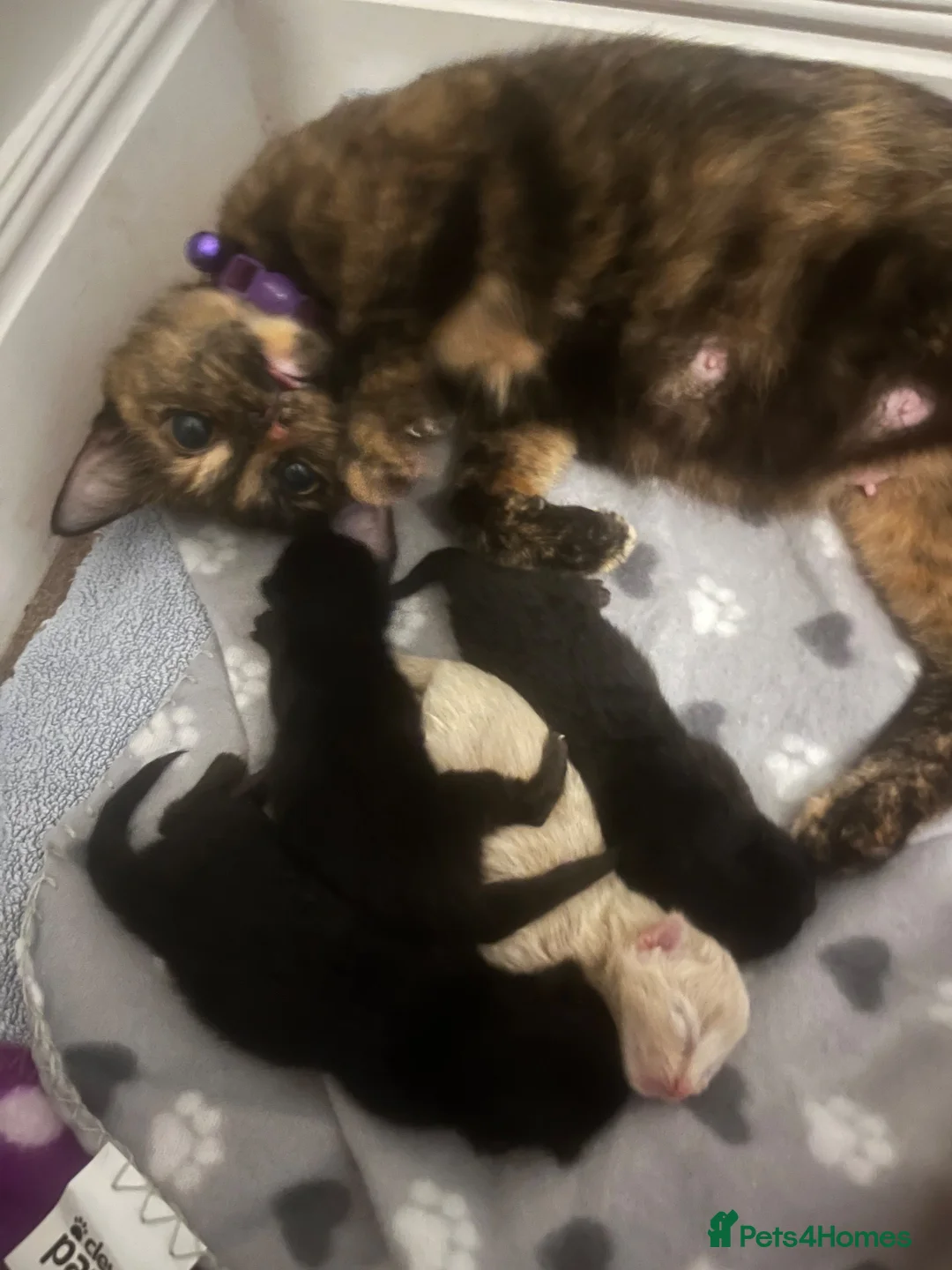 Mixed Breed cats for sale: ‼️🐾two beautiful tuxedo kittens 🐾‼️ in Southampton - Advert 1