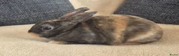 Rex rabbits for sale: Mini rex kits  - Advert 7