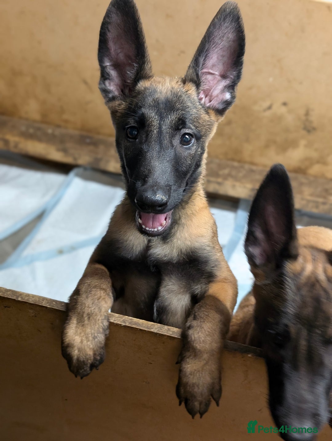 Belgian Shepherd Dog dogs for sale: Belgian malinois pups  - Image 7
