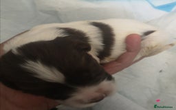 English Springer Spaniel dogs for sale: Beautiful springer Spainel pups. Ready 01/11/25 - Image 5