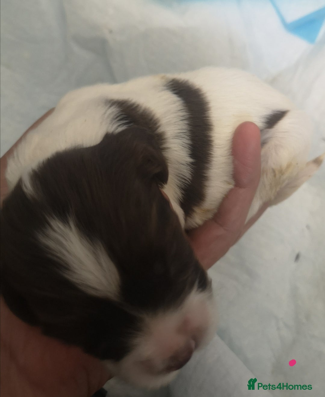 English Springer Spaniel dogs for sale: Beautiful springer Spainel pups. Ready 01/11/25 - Image 5