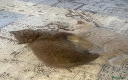 British Shorthair cats for sale: CHUNKY PEDIGREE BSH CHOC/CREAM/FAWN/TORTE KITTENS  in Birmingham - Image 7