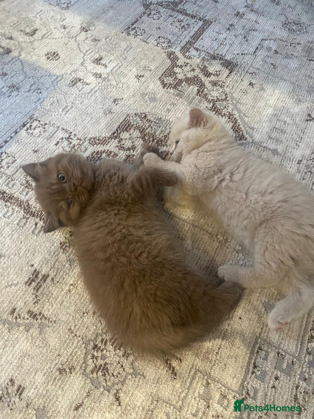 British Shorthair cats for sale: CHUNKY PEDIGREE BSH CHOC/CREAM/FAWN/TORTE KITTENS  in Birmingham - Image 7