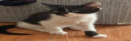 British Shorthair cats for sale: 4 black + white female kittens - Advert 34