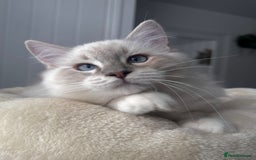 Ragdoll cats for sale: Due to Time Wasters- Stunning GCCF Boy Available - Image 4