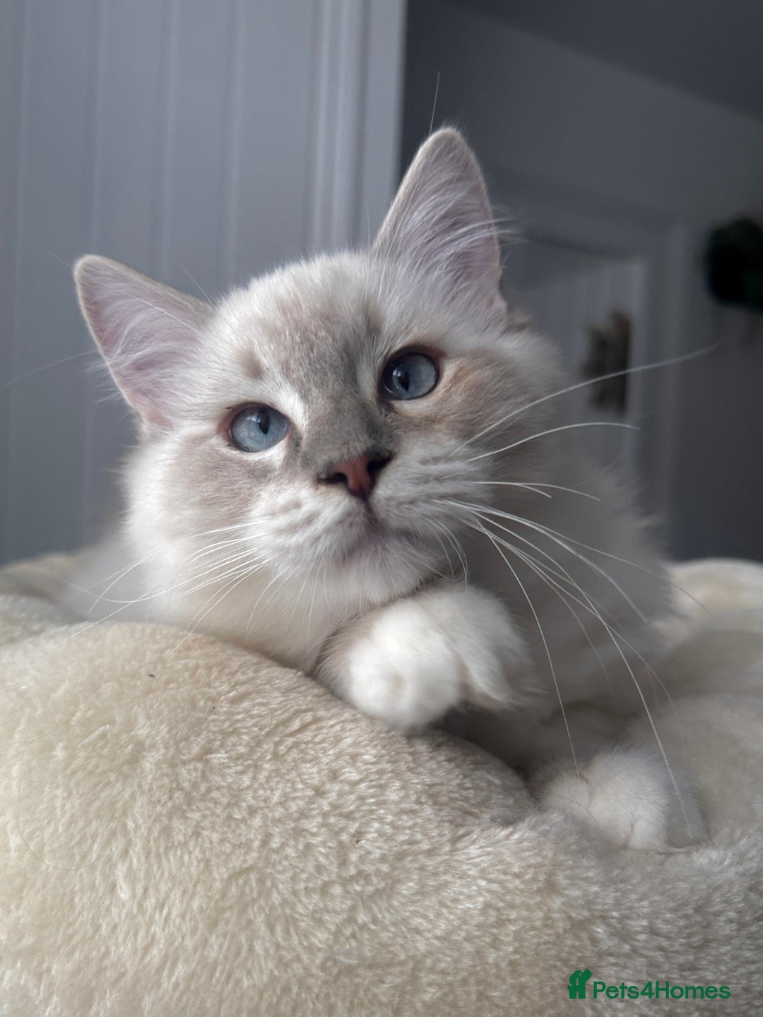 Ragdoll cats for sale: Due to Time Wasters- Stunning GCCF Boy Available - Image 4