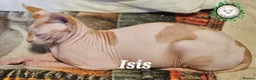 Sphynx cats for sale:  Adult two Male Sphynx Cats – Pets Only - Advert 3