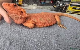 Bearded Dragon reptiles for sale: Red bearded dragon  - Image 2